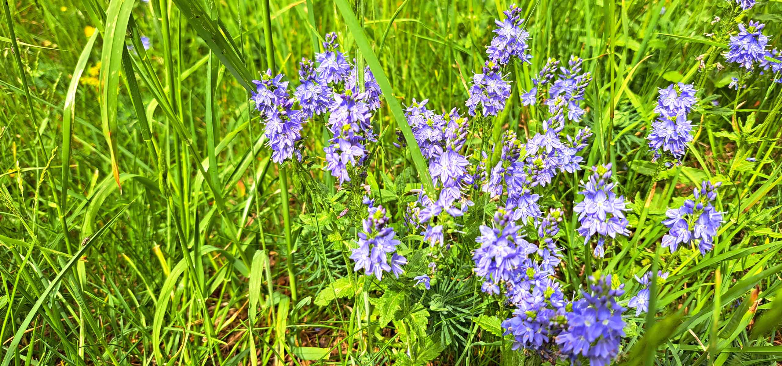 Impressum Bauernhof Burgberg