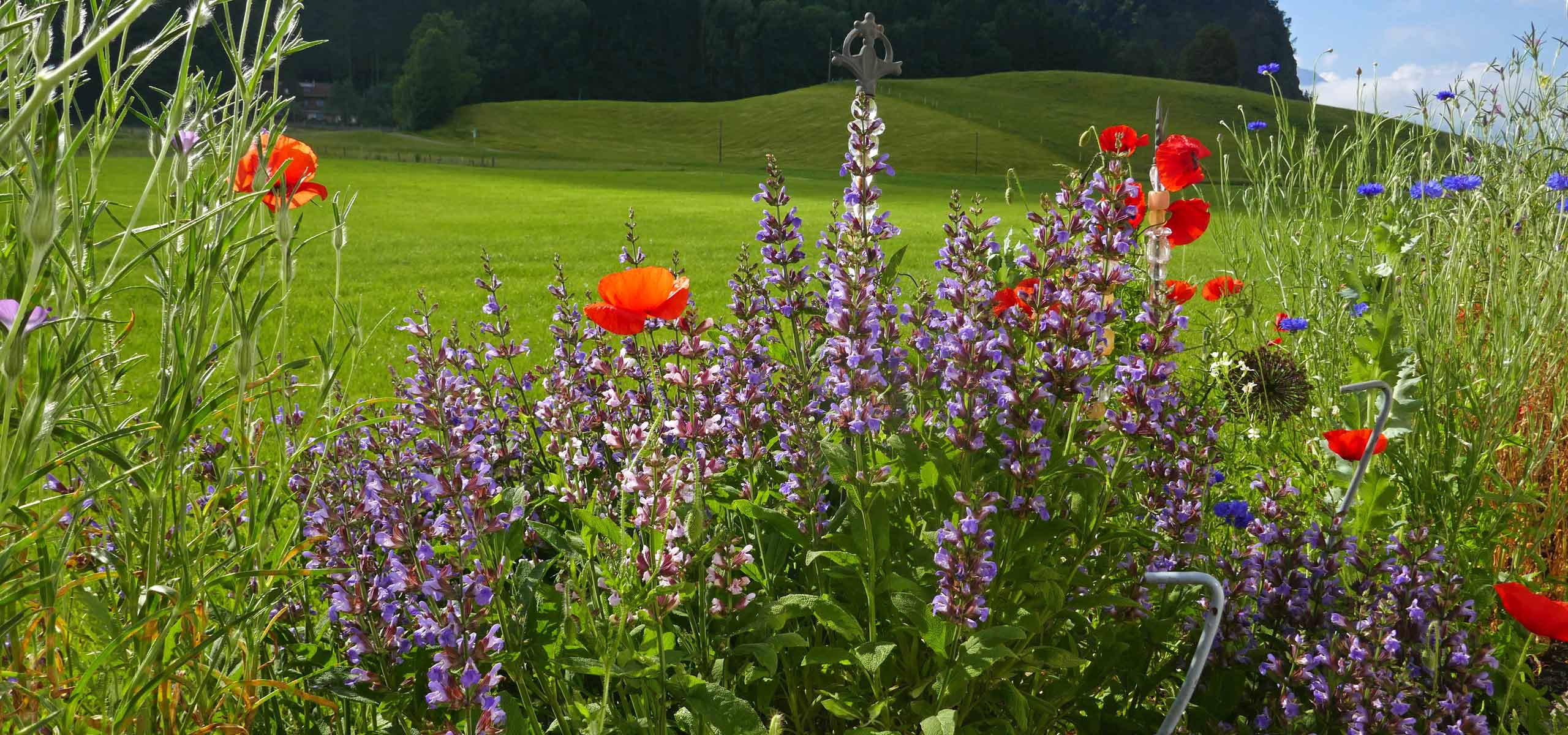 Suchen und Buchen, Birkenhof Burgberg